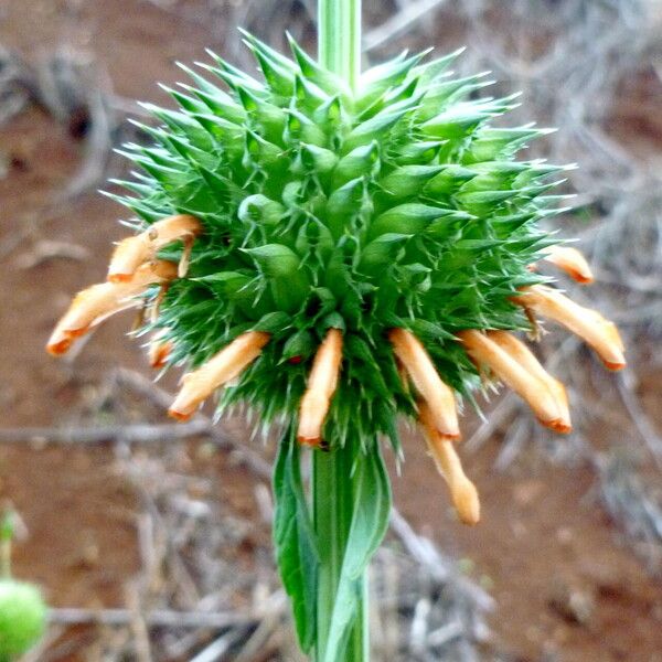 Leonotis nepetifolia Fleur