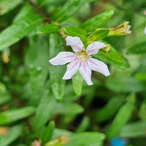 Cuphea hyssopifolia Žiedas