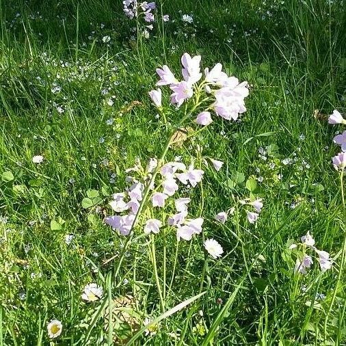 Cardamine pratensis Flower