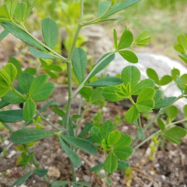 Baptisia tinctoria পাতা