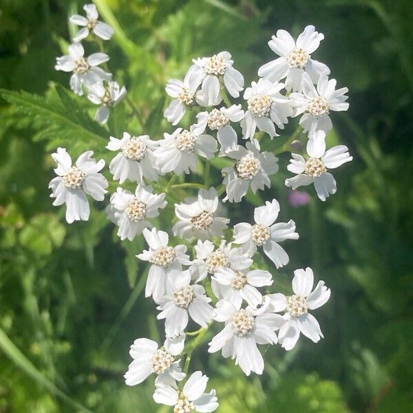 Achillea macrophylla Blodyn