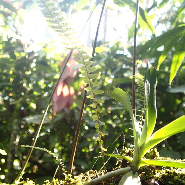 Nephrolepis undulata Blad