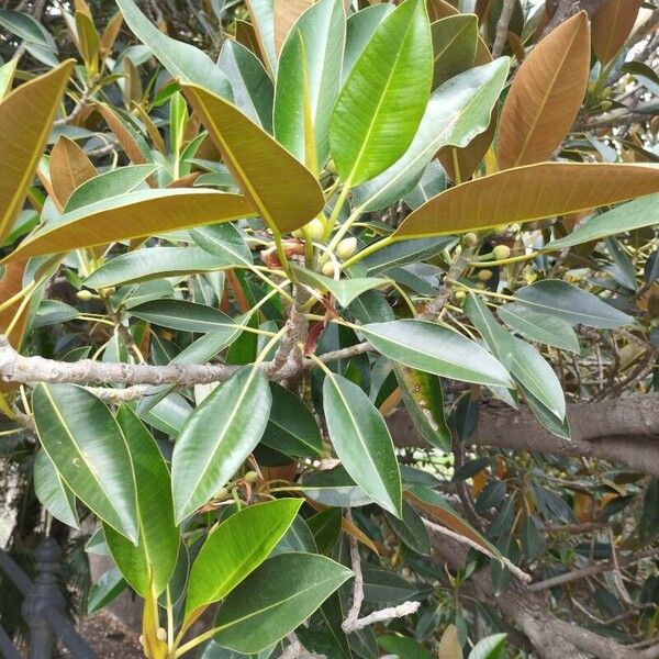 Ficus macrophylla Folha