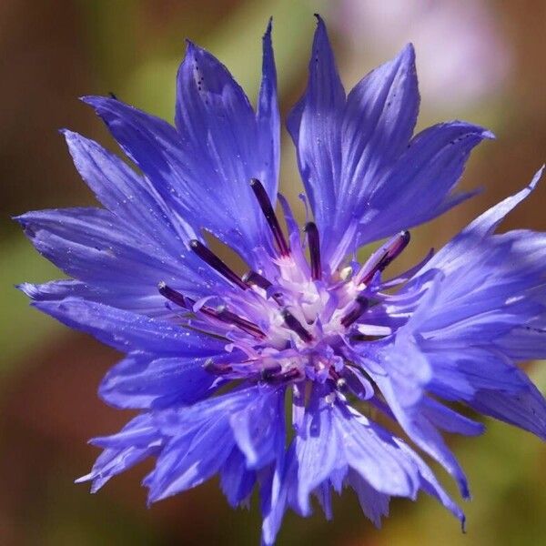 Centaurea cyanus Flor