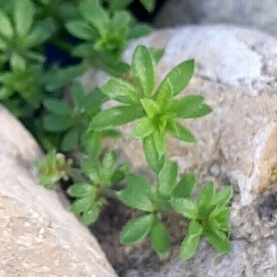 Galium murale Feuille