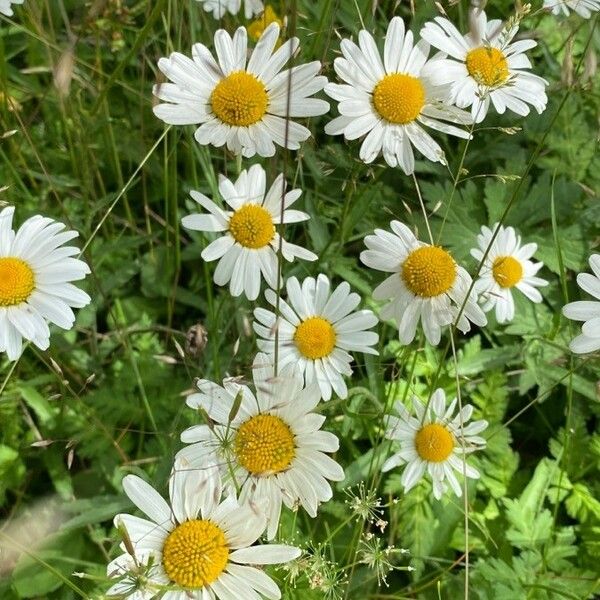 Leucanthemum vulgare Цвят