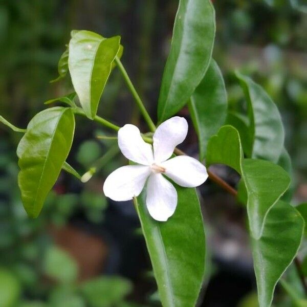 Wrightia religiosa Flower