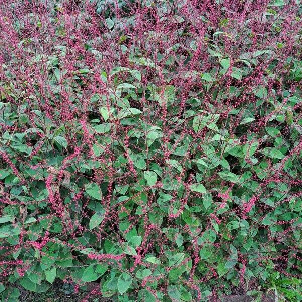 Persicaria virginiana Fiore