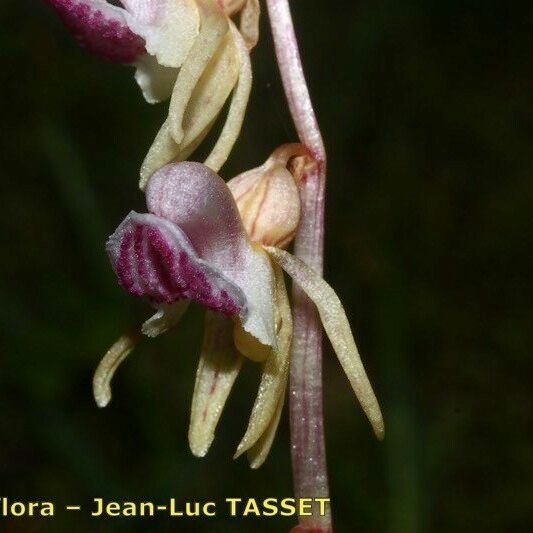 Epipogium aphyllum Floro