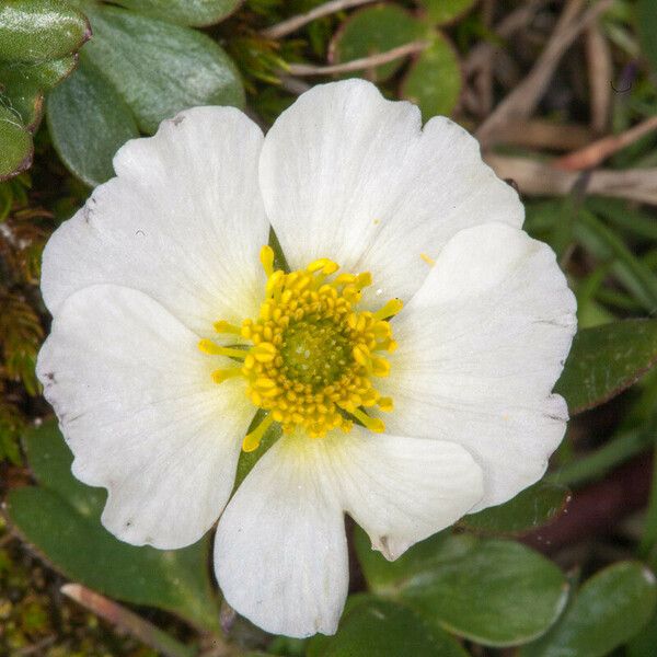 Ranunculus glacialis 花