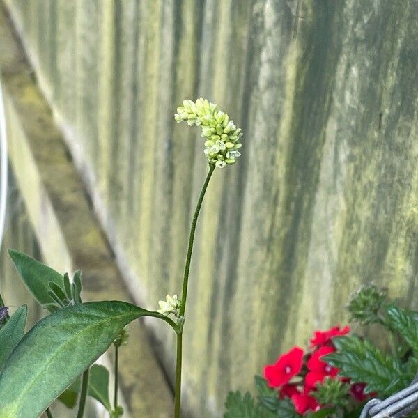 Persicaria lapathifolia 花