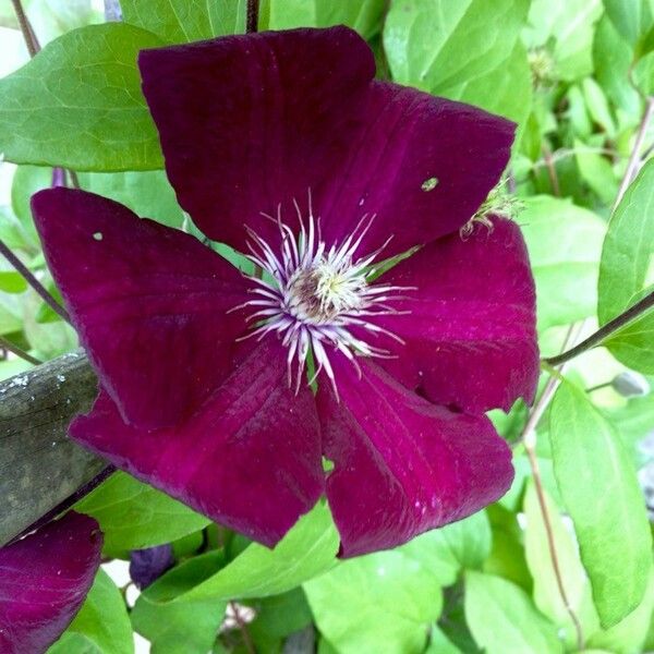 Clematis viticella Flor