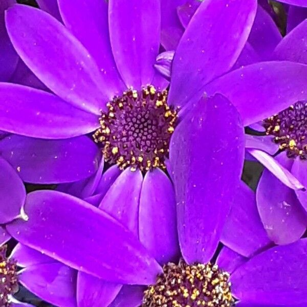 Pericallis lanata Flower