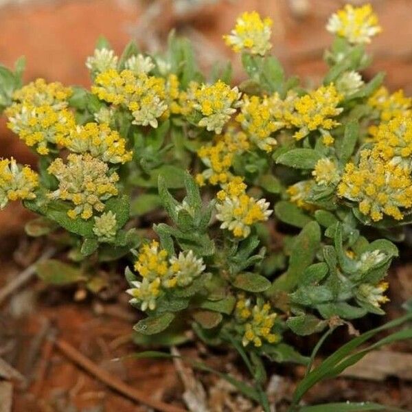 Rhodanthe moschata പുഷ്പം