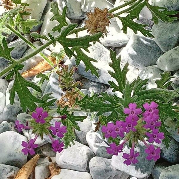 Glandularia canadensis Habit