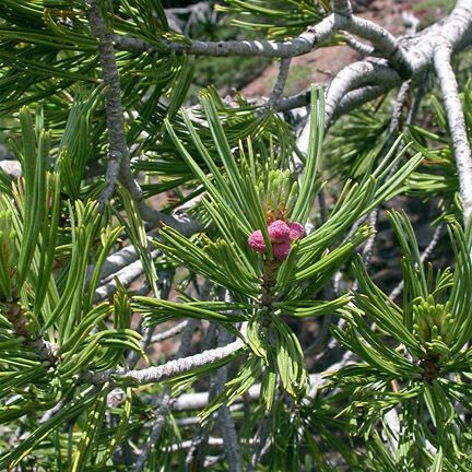 Pinus albicaulis Vivejo