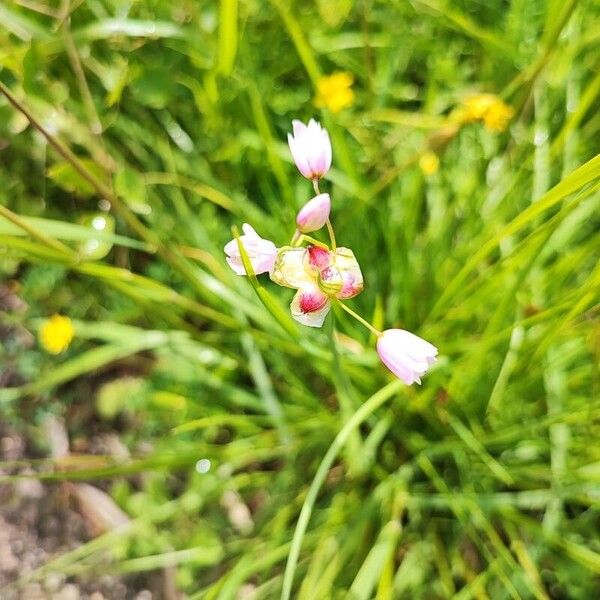 Allium roseum Fiore