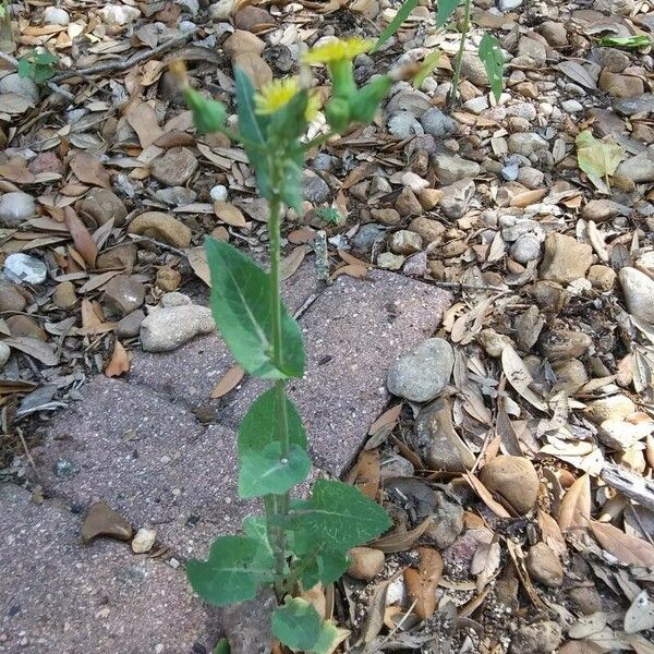 Sonchus oleraceus Leaf