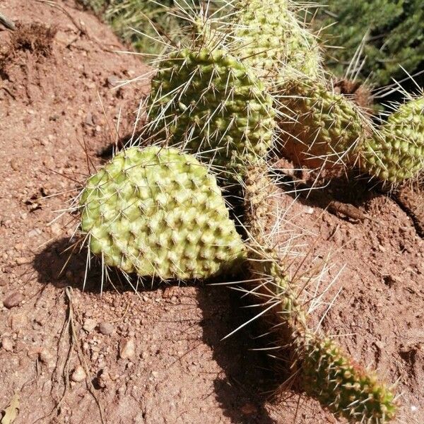 Opuntia polyacantha Leht