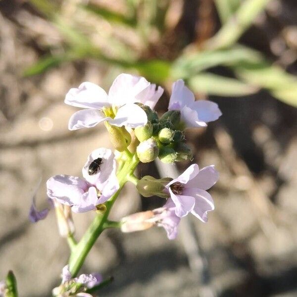 Cakile maritima Flower