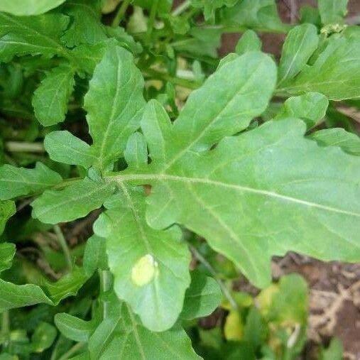 Eruca vesicaria Leaf