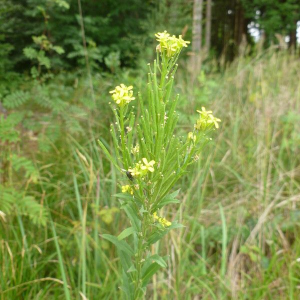 Erysimum cheiranthoides Flor