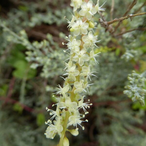 Anredera cordifolia 花