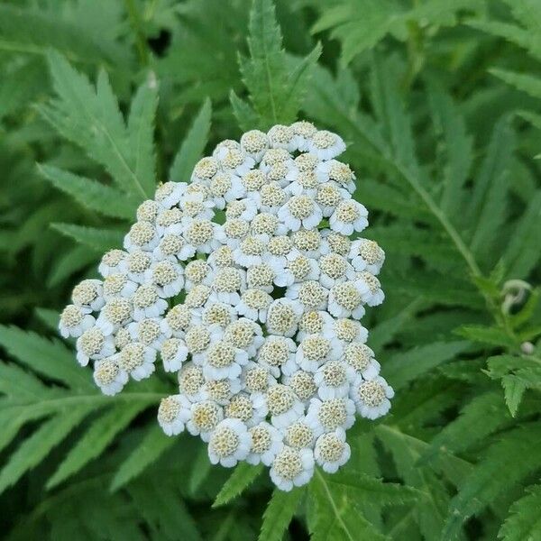 Tanacetum macrophyllum Leaf