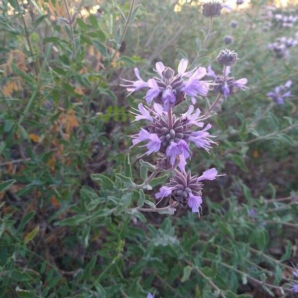 Salvia leucophylla Květ