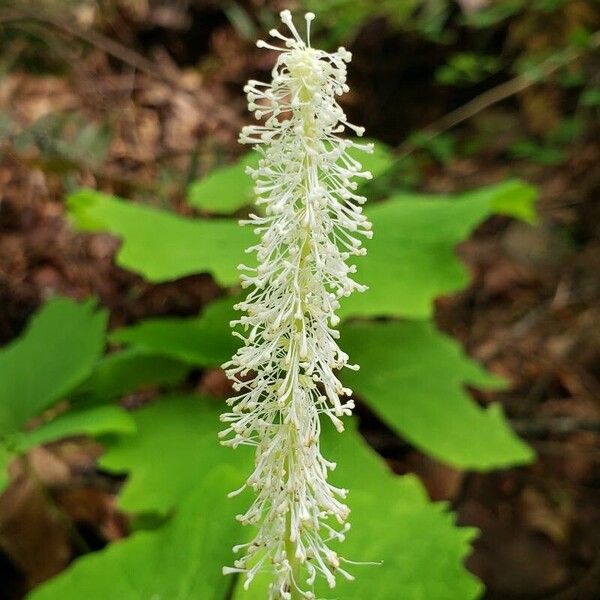 Achlys triphylla Flor