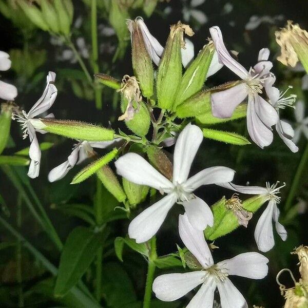 Saponaria officinalis 花