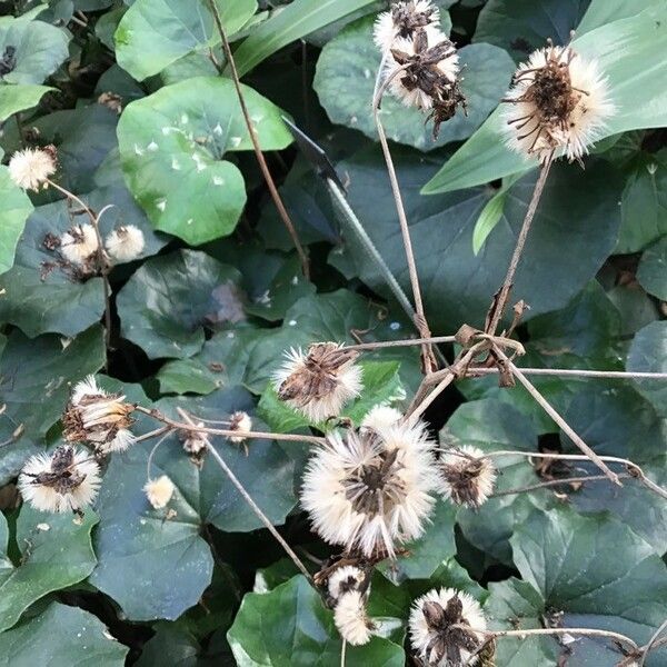 Farfugium japonicum Flower