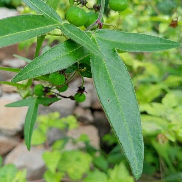 Passiflora suberosa Blatt