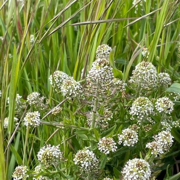 Lepidium heterophyllum Flower