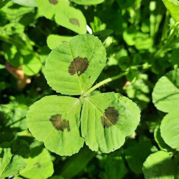 Medicago arabica पत्ता