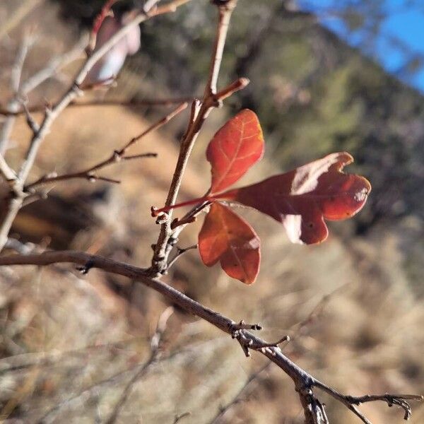 Rhus trilobata पत्ता