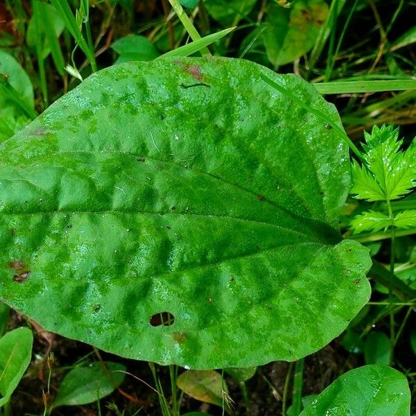 Plantago major Leaf