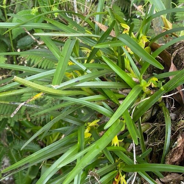 Maxillaria gomeziana Deilen