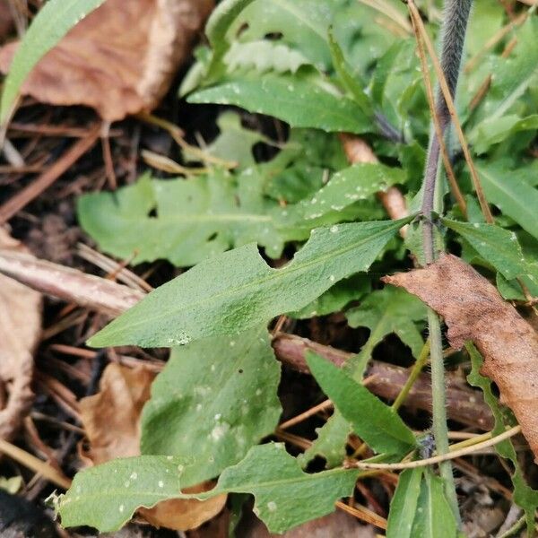 Arabidopsis arenosa Leaf