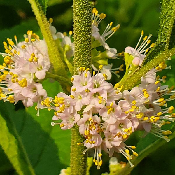Callicarpa americana Flower