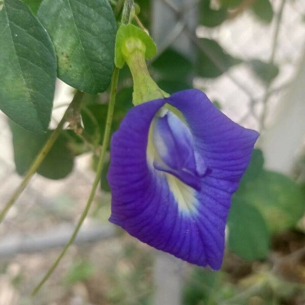 Clitoria ternatea ফুল