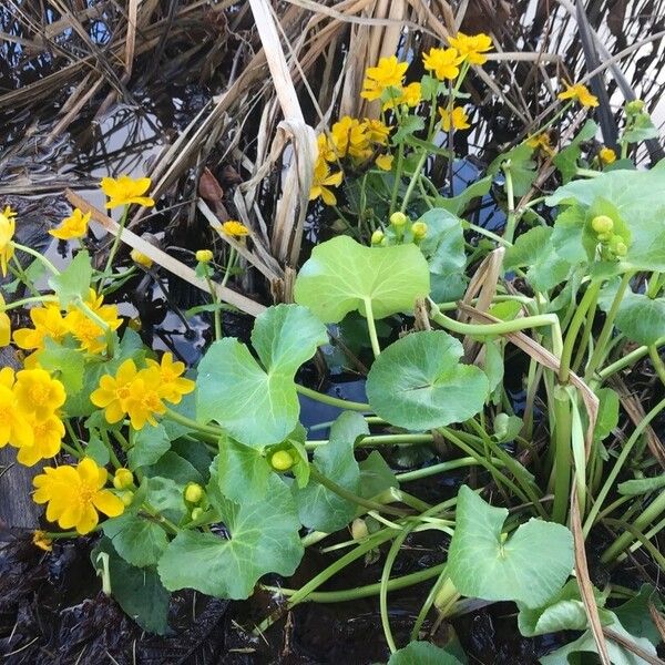 Caltha palustris Habitatea