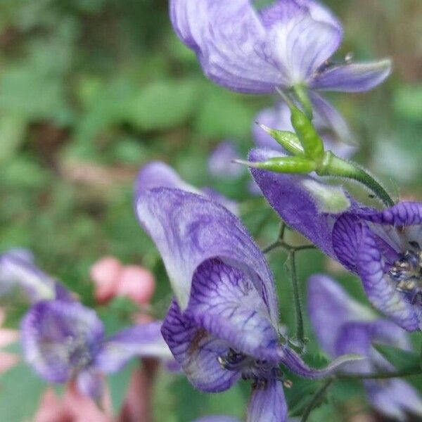 Aconitum napellus Kvet