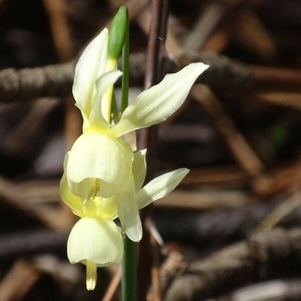 Narcissus triandrus Flor