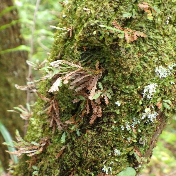 Cochlidium serrulatum Folha