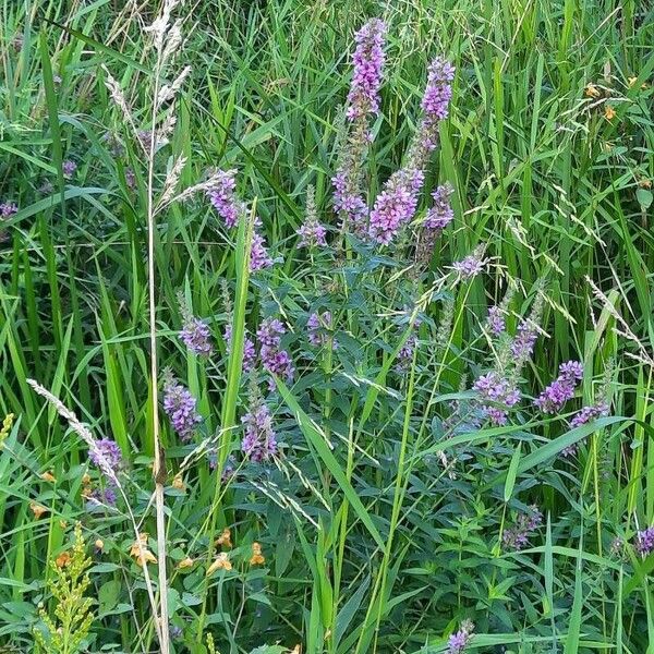 Stachys palustris Blodyn