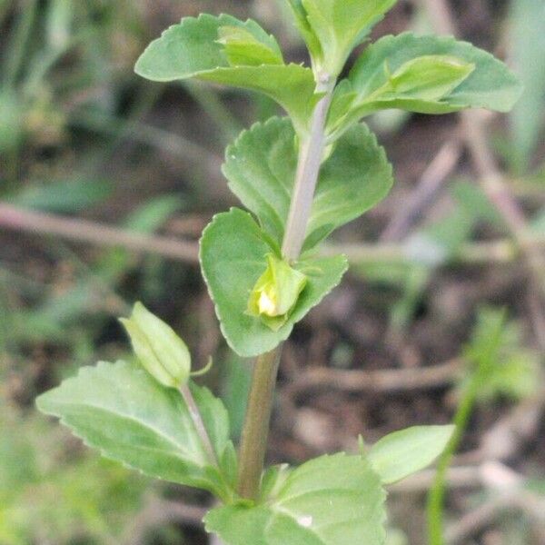 Mecardonia procumbens Φύλλο