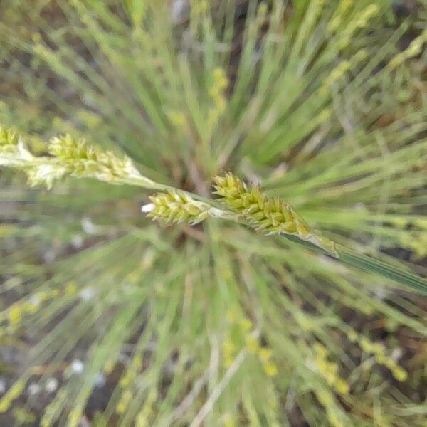 Carex canescens Blüte