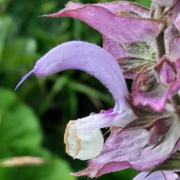 Salvia sclarea ফুল