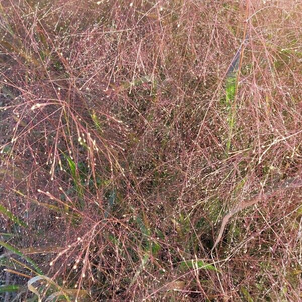 Panicum capillare Blodyn